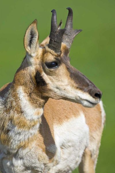 South Dakota, Custer SP Adult male pronghorn